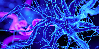 P-C-MKT93229-Pig_Brains_1024x512